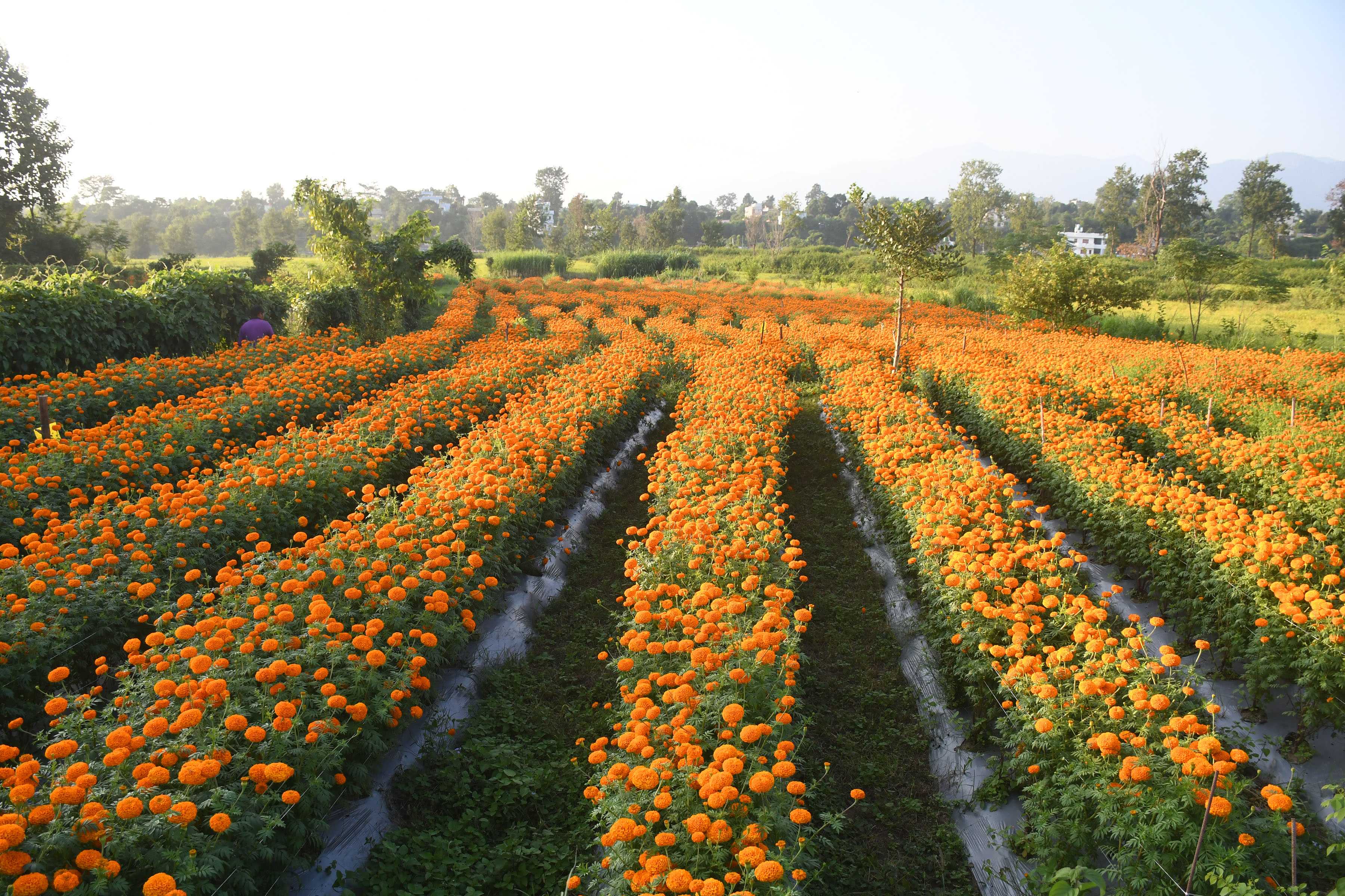 ढकमक्क  सयपत्री (तस्बिरहरू)